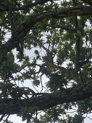 Bubo africanus africanus