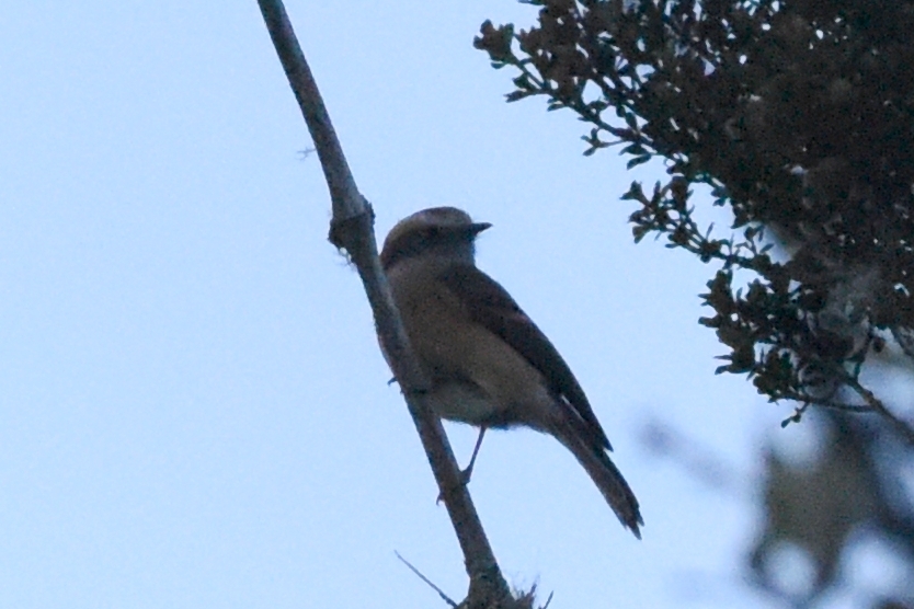 Ochthoeca fumicolor image