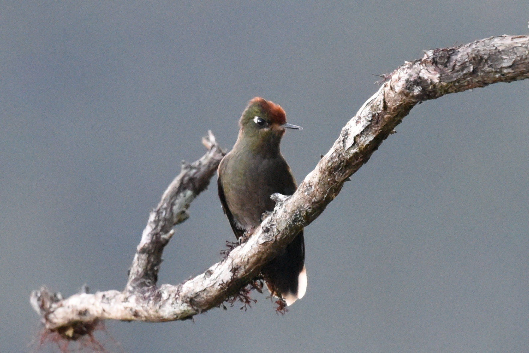 Chalcostigma herrani image