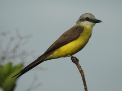 Tyrannus albogularis