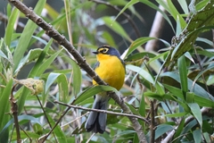 Myioborus melanocephalus
