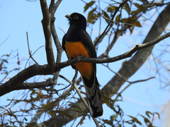 Trogon viridis