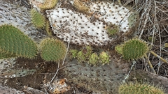 Opuntia galapageia