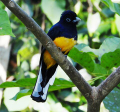 Trogon viridis