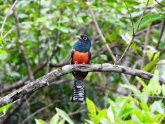 Trogon curucui