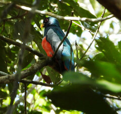 Trogon melanurus