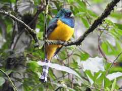 Trogon rufus chrysochloros