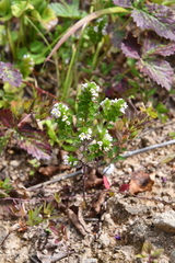 Euphrasia maximowiczii