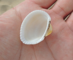 Anadara kagoshimensis