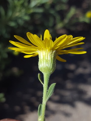 Heterotheca zionensis