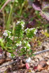 Euphrasia maximowiczii