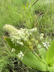 Schizocarphus nervosus