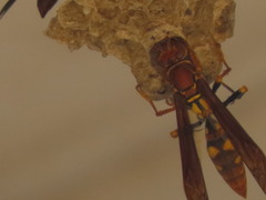 Polistes versicolor