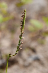 Spiranthes australis
