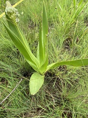 Schizocarphus nervosus