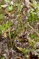 Spiranthes australis