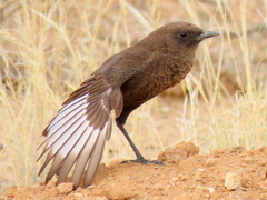 Myrmecocichla formicivora