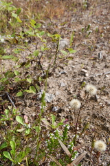 Spiranthes australis