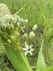 Schizocarphus nervosus