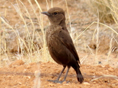 Myrmecocichla formicivora