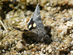 Litocala sexsignata
