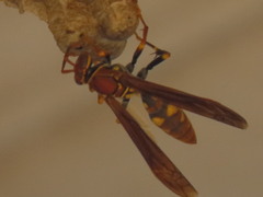 Polistes versicolor