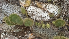 Opuntia galapageia