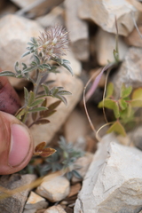 Dalea wrightii