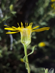 Heterotheca zionensis