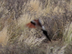 Oena capensis capensis