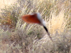 Oena capensis capensis