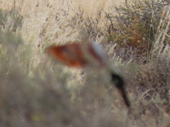 Oena capensis capensis