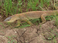 Varanus panoptes panoptes