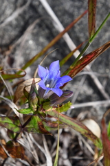 Gentiana scabra