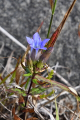 Gentiana scabra