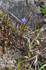 Gentiana scabra