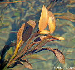 Potamogeton linguatus