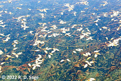 Potamogeton linguatus