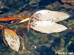 Potamogeton linguatus