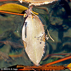 Potamogeton linguatus