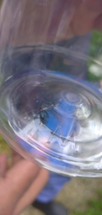 Gastrophysa polygoni