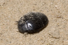 Histeridae