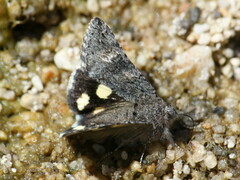 Litocala sexsignata