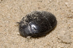 Histeridae