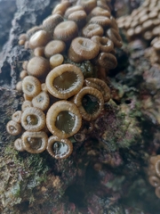Palythoa mutuki