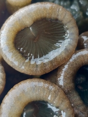Palythoa mutuki