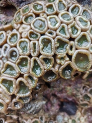Palythoa mutuki