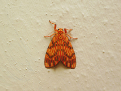 Barsine lucibilis
