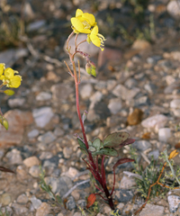 Chylismia