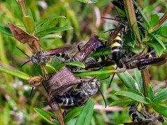 Dielis trifasciata
